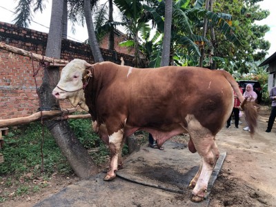 Blembo, Sapi Juara Kontes Ternak, Jadi Pilihan…
