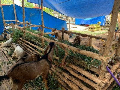 Jelang Idul Adha, Warga Diimbau Tak Beli…