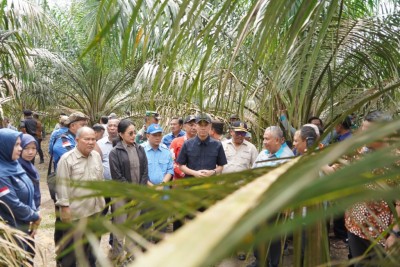 Petani Sawit OKI Manfaatkan 778 Hektare…