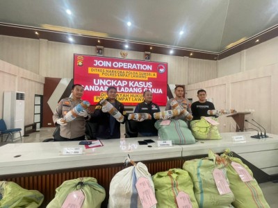 Polisi Ringkus 3 Hektar Ganja dan Ratusan Kilogram Hasil Panen