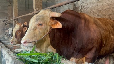 Prabowo Salurkan 18 Sapi Kurban Berbobot Jumbo untuk Sumatera Selatan